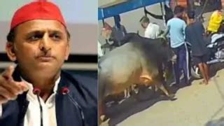 अब सांड-राज का अंत होना चाहिए', अखिलेश यादव ने अलीगढ़ की घटना को लेकर ...