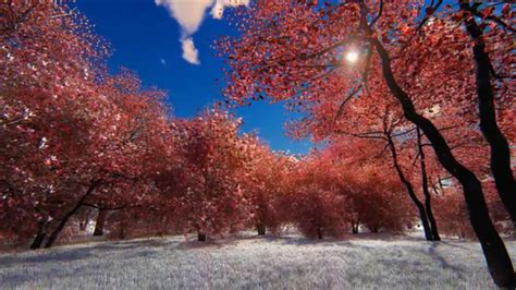 Image result for Nature Motion Graphics