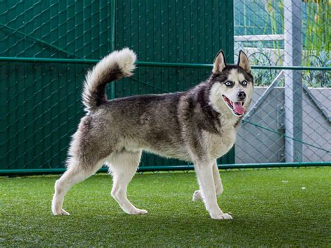 Pop-Up Dog Adoption Event at Downtown Arcadia Patriotic Festival, First ...