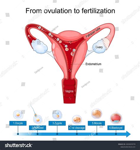 What Is Zygote