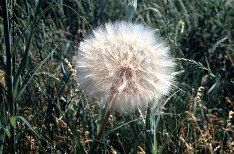 Seed Dispersal Examples 的图像结果