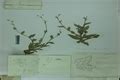 Herbarium JCB