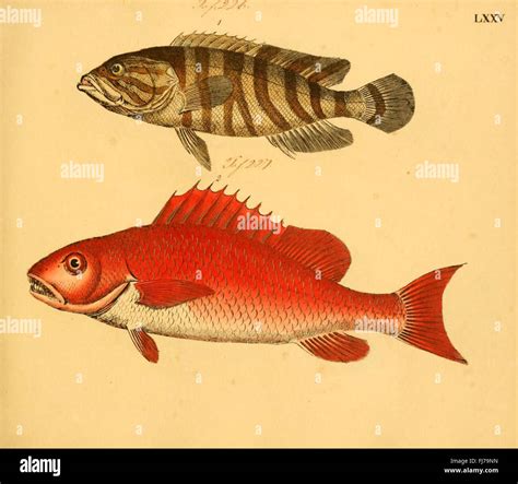 A pictorial study of fishes, showcasing various species and their ...