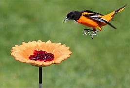 Image result for Oriole Bird Feeder