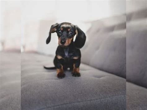 Researchers identify gene that causes canine hereditary deafness in puppies