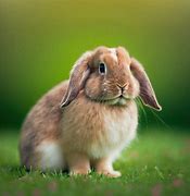 Image result for White American Fuzzy Lop