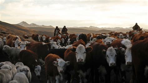 Trump’s Argentina beef plan risks rancher anger with little relief