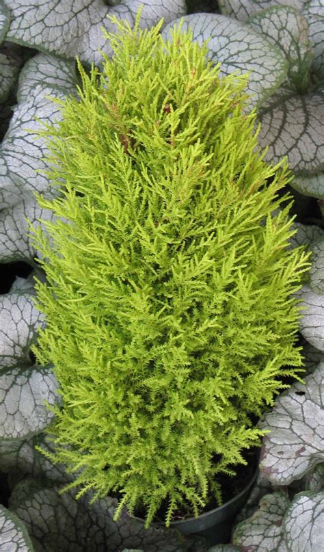 Wilma Goldcrest Lemon Cypress | Conifers garden, Container garden ...