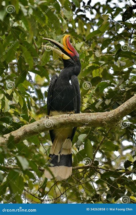 127 Sarawak Hornbill Stock Photos - Free & Royalty-Free Stock Photos from Dreamstime