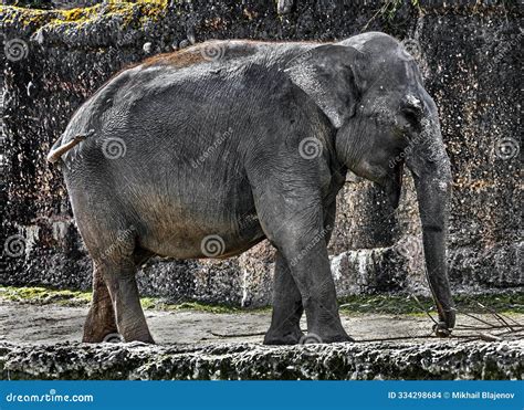Walking asian elephant 1 stock photo. Image of animal - 334298684