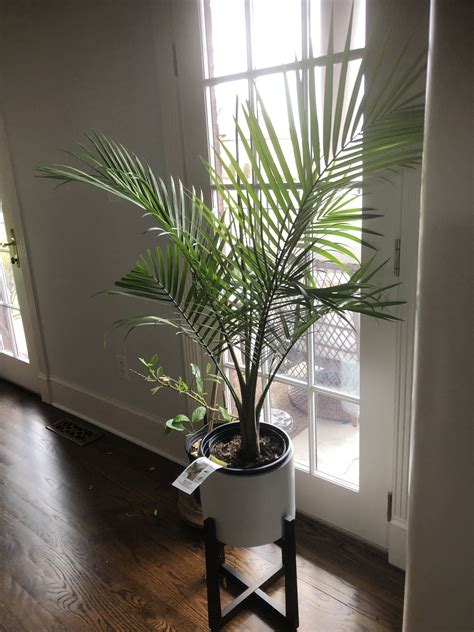 Majesty Palm Indoor Plant