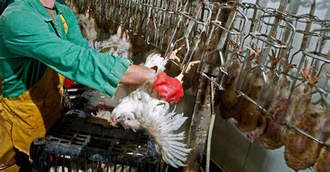 Image result for Chickens Getting Slaughtered
