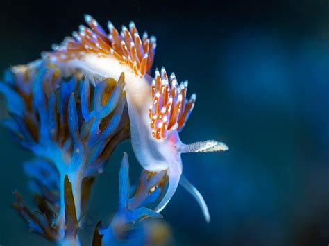 What Eats Sea Slugs Nudibranch: Species, Behavior, And Diet