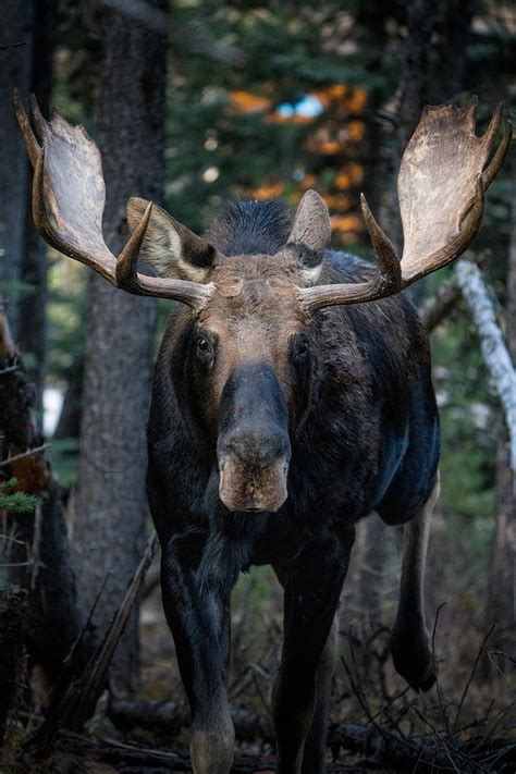 Image result for buck