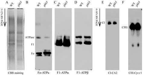 PHB3 Is Required for the Assembly and Activity of Mitochondrial ATP ...