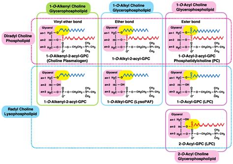 Coenzyme-A-Independent Transacylation System; Possible Involvement of ...