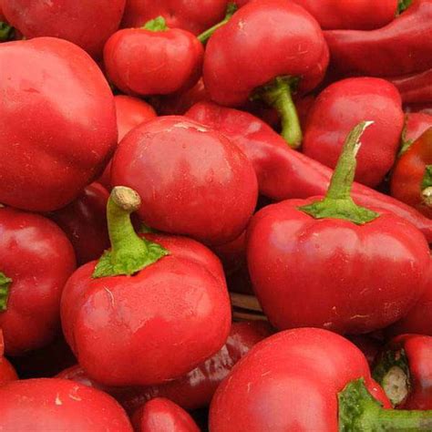 Buy Poppy Iceland Nudicale Mixed Color - Flower Seeds online from ...