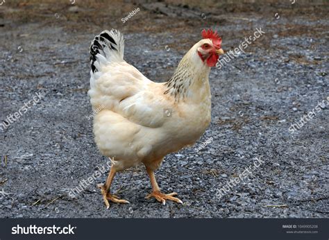 Columbian Rock Chicken Standing Out Drive Stock Photo 1049905208 ...
