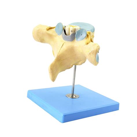 Buy Cervical Spine with Spinal Cord Vertebral Artery Spinal Nerve ...