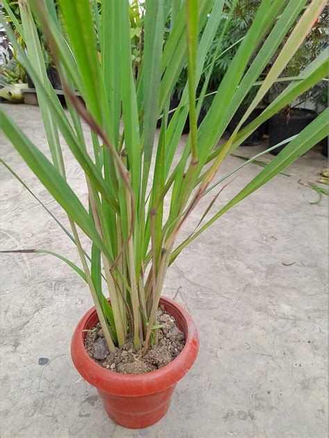 Green lemon grass,barbed wire grass, silky heads, citronella grass ...