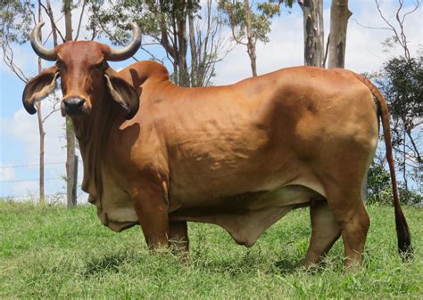 Bos Indicus Cattle Co