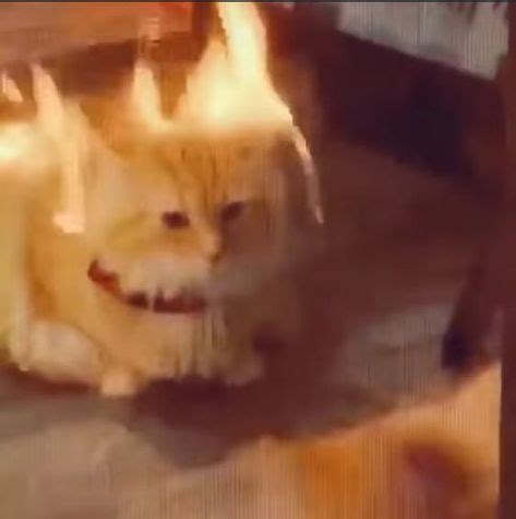 Cute Things Exploding Cat 的图像结果