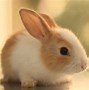 Image result for Cute Fluffy Baby Bunny