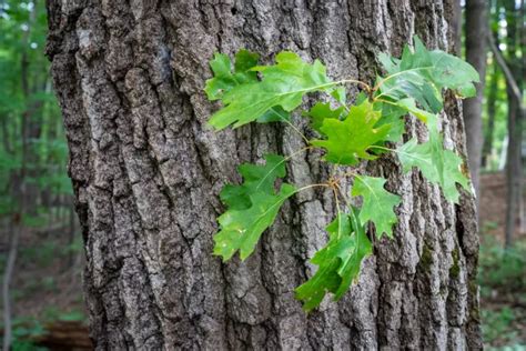Tree 的图像结果
