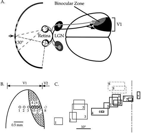 Primary Visual Cortex 的图像结果