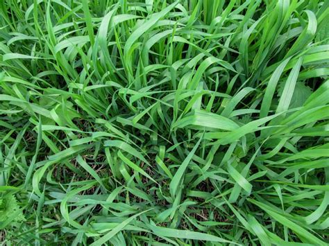 42 Common Weeds in Lawns and Gardens: Identification & Control