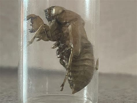 Insect molt found in SW FL : r/whatsthisbug