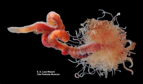 Spaghetti Worm: The Tangled Seabed Inhabitant - Ocean Info