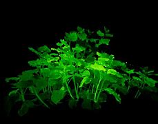 Image result for Glowing Flowers