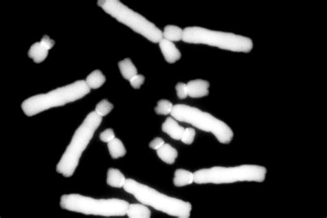 Botanical Survey of India