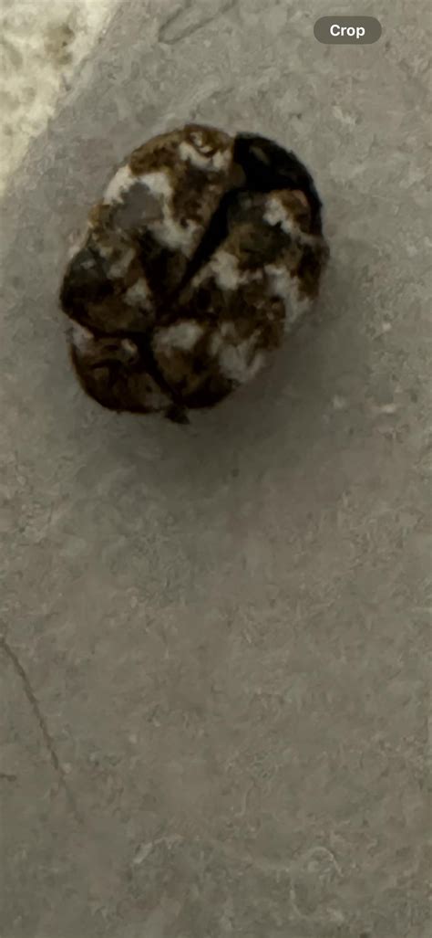 Is this a carpet beetle? I have been finding them in my bathroom : r ...