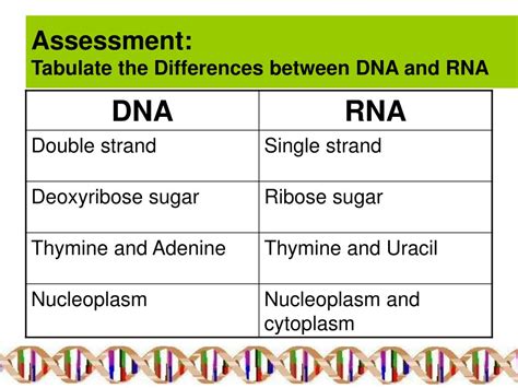Basic Structure of RNA 的图像结果