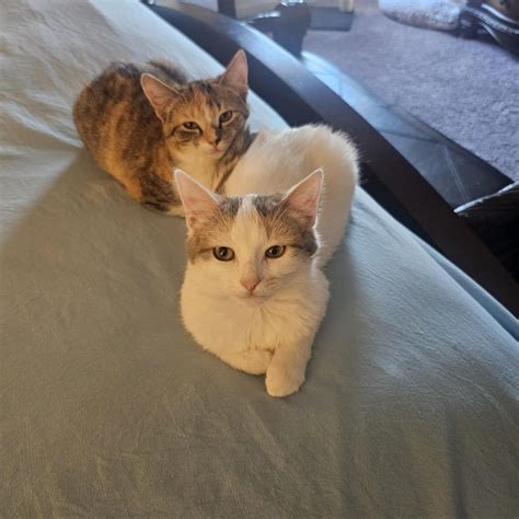 My 4-Month-Old Cat Purr So Much: Decoding The Sound