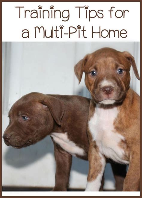 training a puppy pitbull