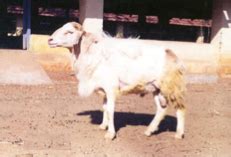 Livestock:: Sheep:: Breeds Animal Husbandry ::breeds of sheep