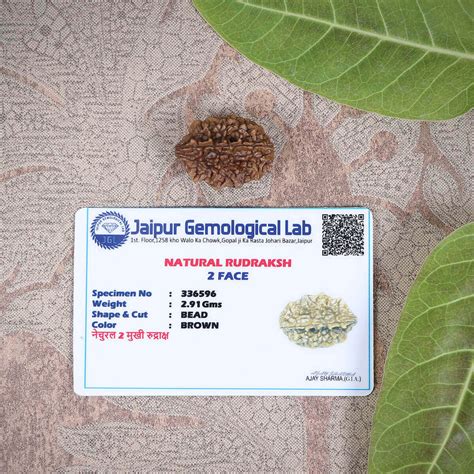 2 Mukhi Natural Rudraksha With Certification – Prabhubhakti