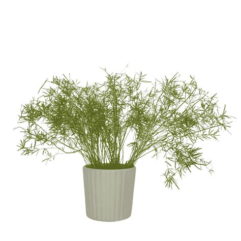 Asparagus Sprengeri Plant | Outdoor Plant | Easy to Maintain – Leafy Island