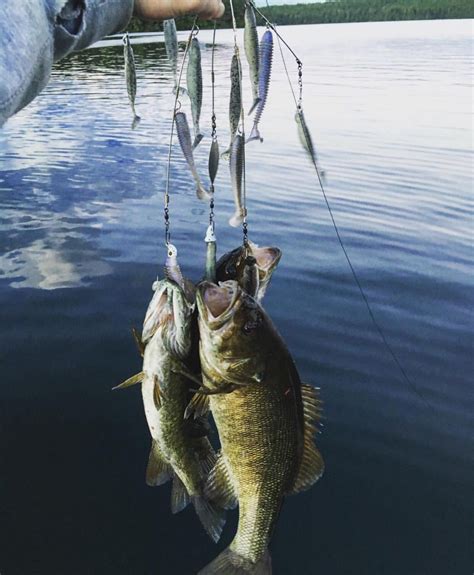 Umbrella Rig Fishing - Farquez