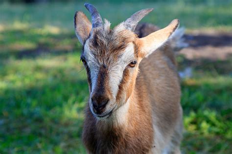 Image result for Goat Cheese Making Process