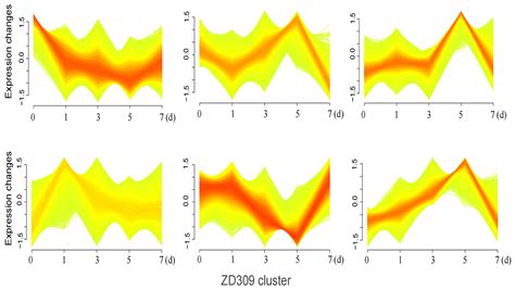 Transcriptomic Analysis of Leaves from Two Maize Hybrids Under Heat ...