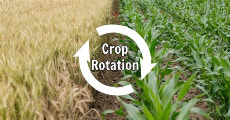Image result for Crop Rotation
