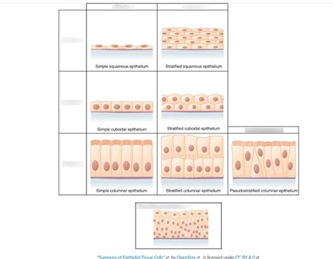 Image result for Epithelial Tissue Classification