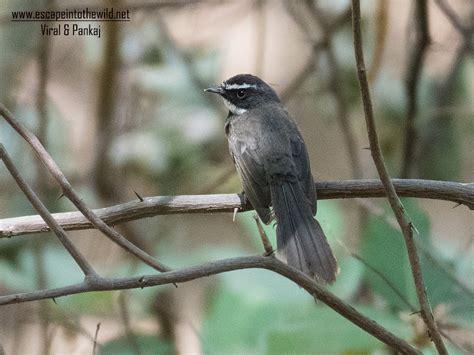 White-throated Fantail ,ટપકીલી નાચણ