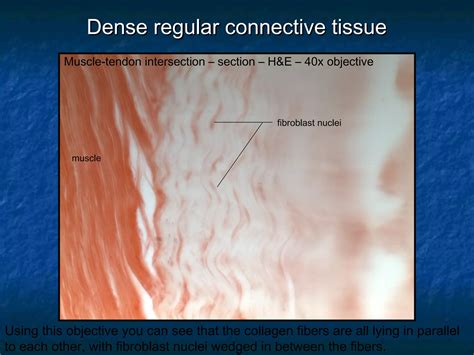 Histology: Connective Tissues | PPT