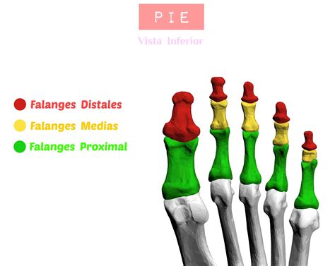 Falanges del pie (vista inferior) en 2025 | Libros de anatomia ...