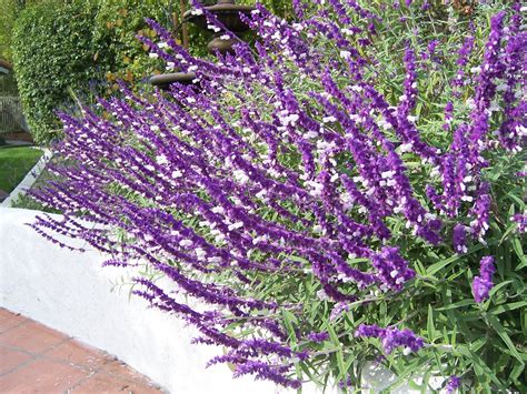 The 2 Minute Gardener: Photo - Mexican Bush Sage (Salvia leucantha)